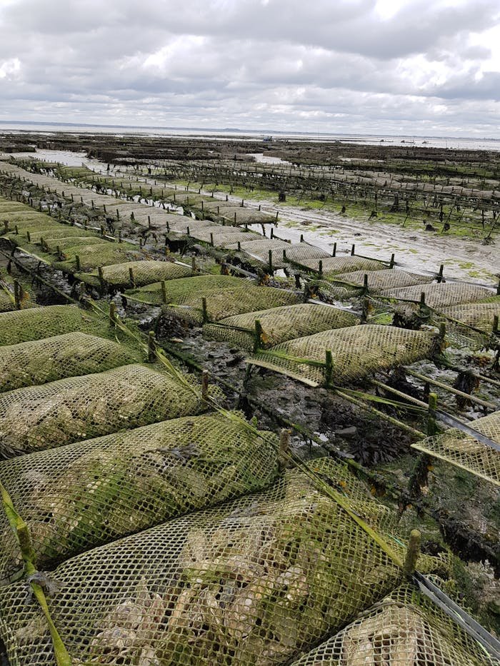 View of an Oyster Farm